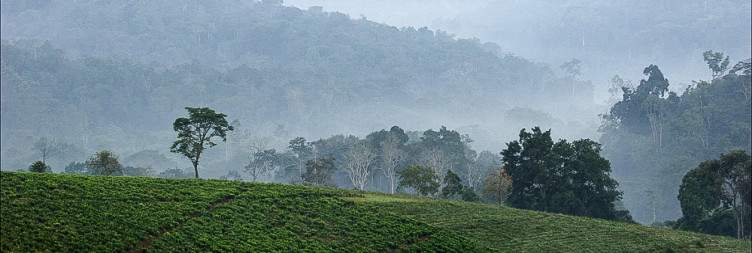 Transfer Bwindi Impenetrable National Park & Batwa Community Walk