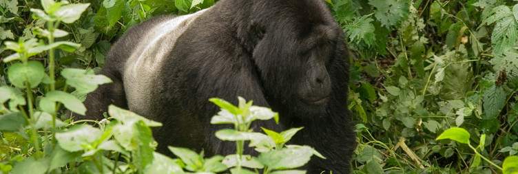 Lion Tracking & Transfer to Bwindi Impenetrable National Park