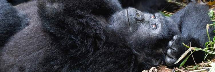 Gorilla Trekking in Bwindi Impenetrable National Park