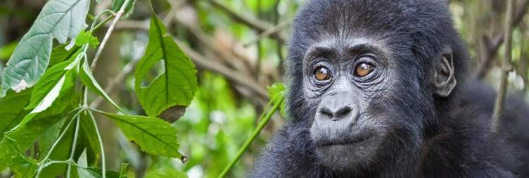 Transfer to Bwindi Impenetrable National Park with enroute Game Drive along the Ishasha Sector