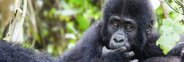 Fly to Kihihi & Transfer to your Bwindi Lodge