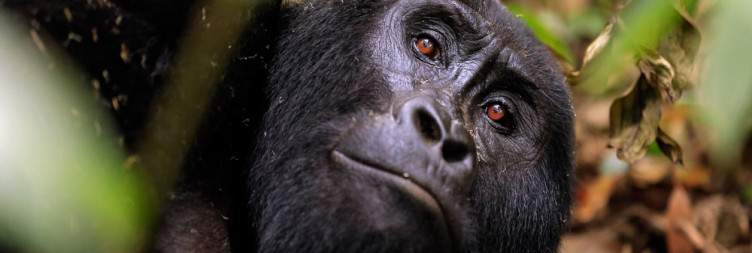 Transfer to Bwindi Impenetrable National Park