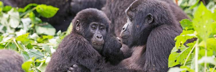 Transfer to Bwindi Impenetrable National Park through Ishasha Sector for the Tree-Climbing Lions