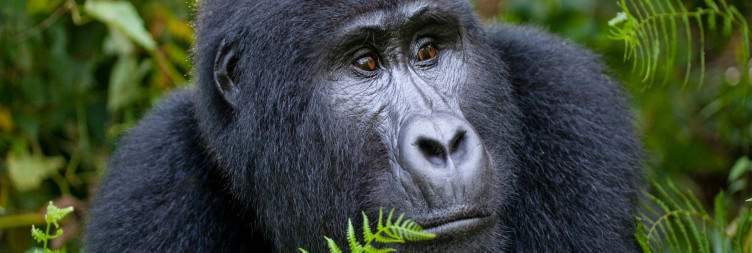 Tree-Climbing Lions in Ishasha and Transfer to Bwindi Impenetrable National Park