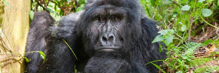 Transfer to Bwindi Impenetrable National Park