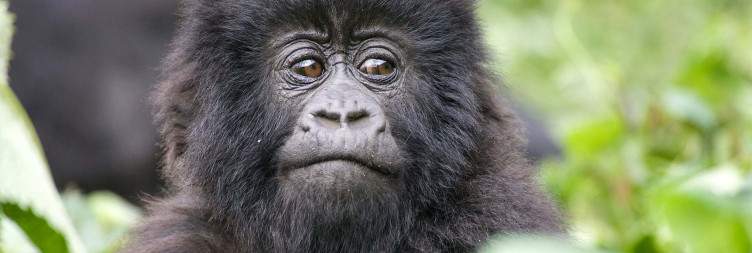 Gorilla Trekking in Bwindi Impenetrable National Park