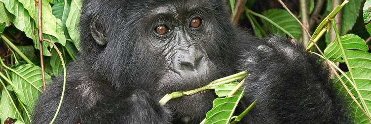 Volcanoes NP Trekking and Transfer to Bwindi/Mgahinga NP