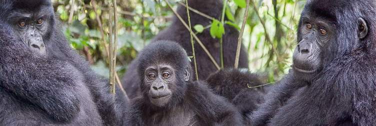 Transfer to Bwindi Impenetrable National Park through Ishasha Tree Climbing Lions