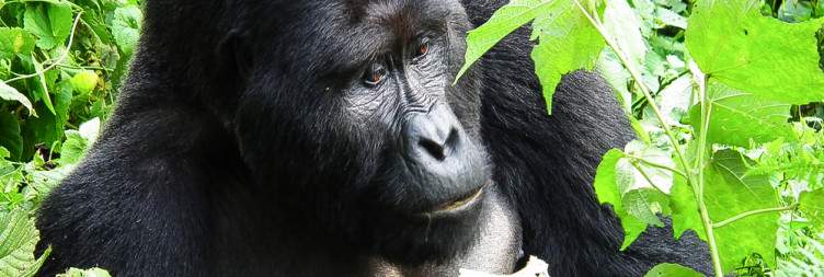 10-Day Gorilla, Chimp Trekking & Big 5 - Small Group Tour