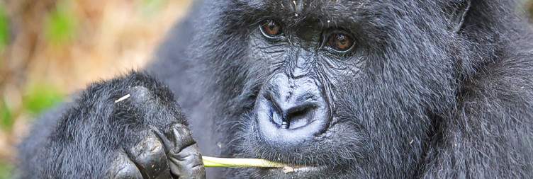 Tree-Climbing Lions in Ishasha and Transfer to Bwindi Gorilla Land for the Batwa Community Walk