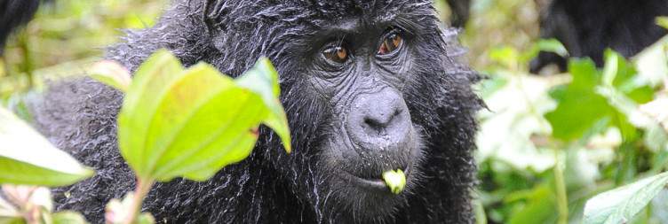 Gorilla Trekking in Bwindi Impenetrable National Park