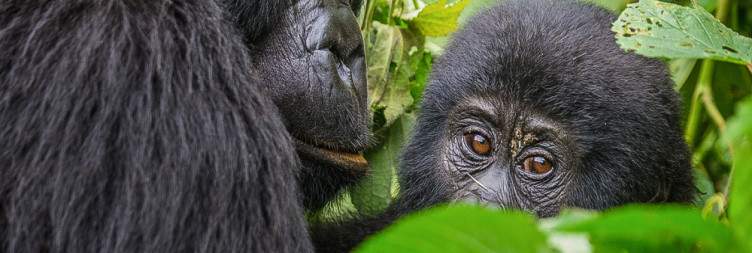 Gorilla Trekking and Batwa Experience