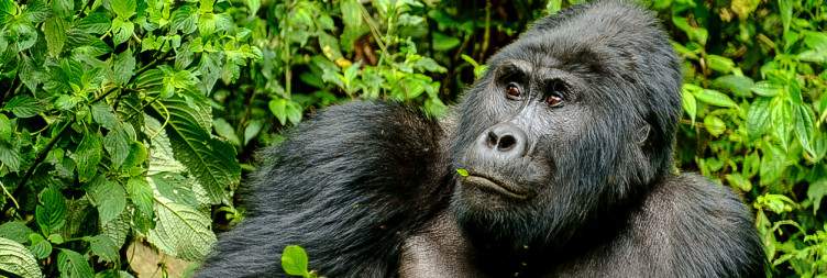 The Hike to Bwindi