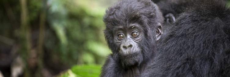 15-Day Uganda Gorillas, Chimps & Tree-Climbing Lions