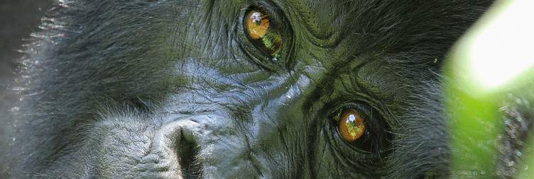 Expedition to Bwindi Impenetrable National Park
