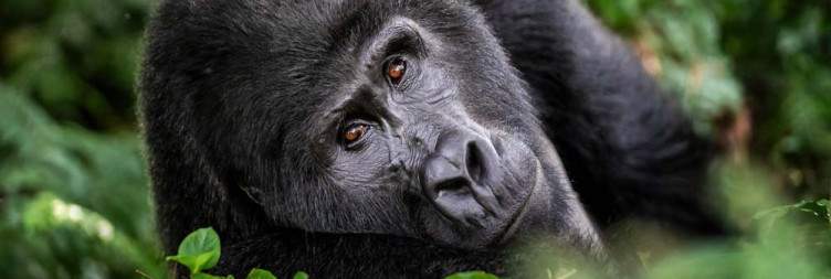 Gorilla Trekking
