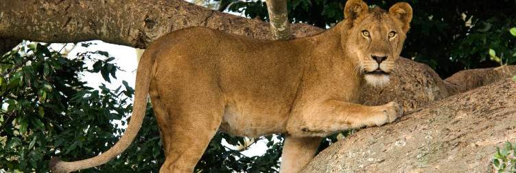 Queen Elizabeth National Park to Ishasha
