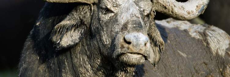 Chimpanzees Trekking and Afternoon boat cruise