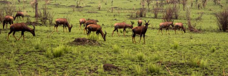 Morning Game Drive and Transfer To Bwindi Impenetrable National Park and Batwa Pygmies Tour