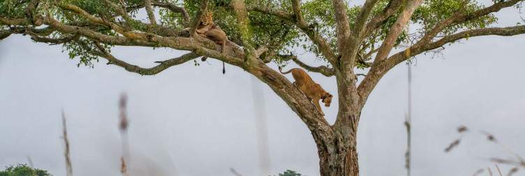 Ishasha – Bwindi Impenetrable National Park [Chimp Trekking]