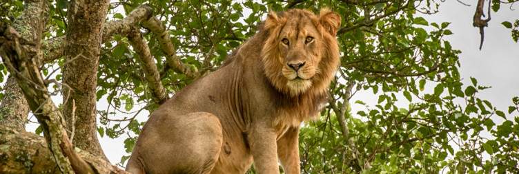 Tree-Climbing Lions and Bwindi Gorilla Land