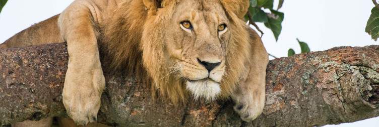 Tree-climbing lions in Ishasha Sector