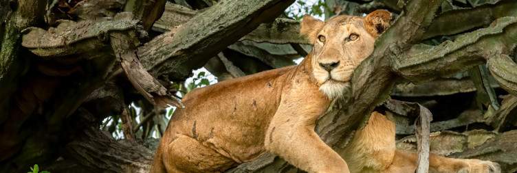 Tree-climbing Lions in Isasha Sector