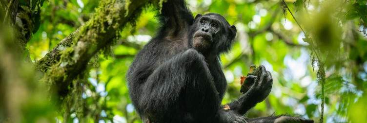 Chimpanzee Trekking and Afternoon Boat Safari