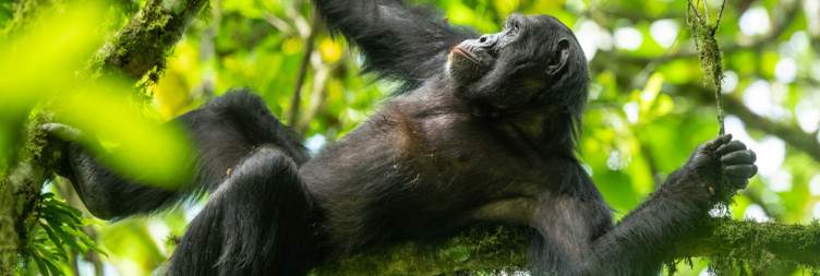 Chimpanzee Trekking in Kalinzu Forest and to Bwindi