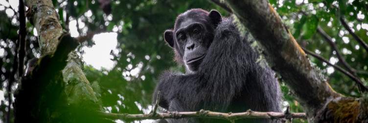 Chimpanzee Tracking in Kalinzu and Transfer Back to Kampala/Entebbe