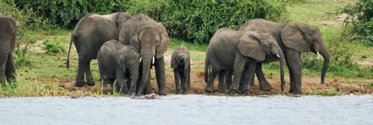 Boat Trip into the Kazinga Channel