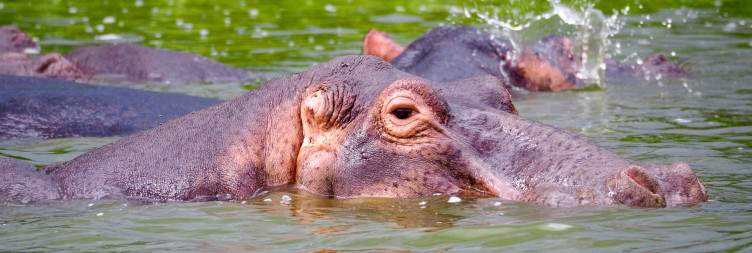 Game Drive and Launch Cruise along Kazinga Channel