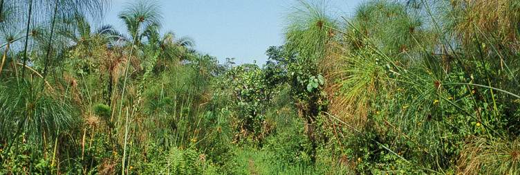 Birding in Kibale Forest National Park