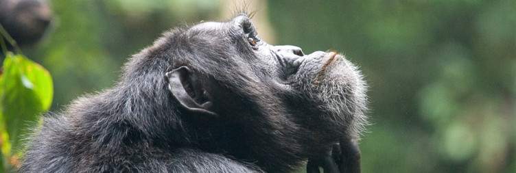 Chimpanzee Trekking in Kibale National Park