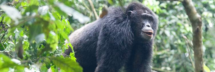 Transfer to Kibale National Park