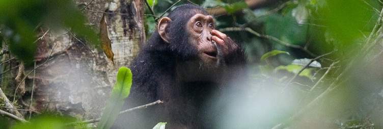 Chimpanzee Tracking in Kibale Forest