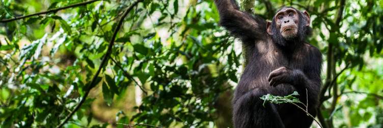 Murchison Falls to Kibale National Park