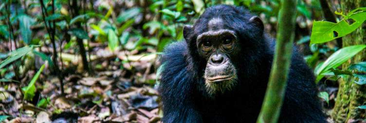 Pickup and Transfer to Kibale Forest National Park