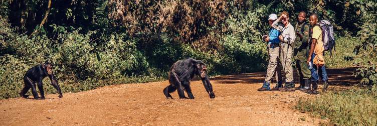 Morning Game Drive and Scenic Drive to the Forests of Kibale