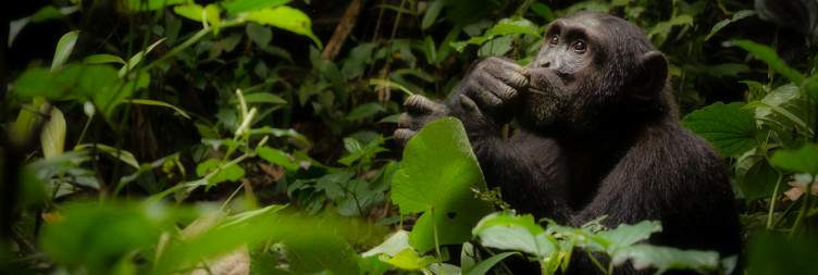 Chimpanzee Trekking in Kibale