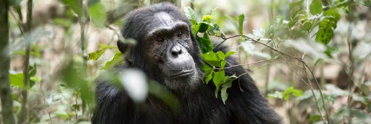 Transfer to Kibale National Park