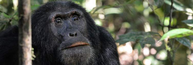 Chimpanzee Tracking and Transfer to Queen Elizabeth National Park