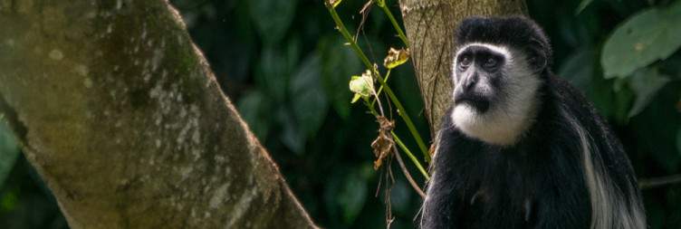 Fly into Kibale - Primate Capital of the World