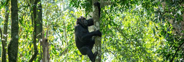 Entebbe to Kibale National Park