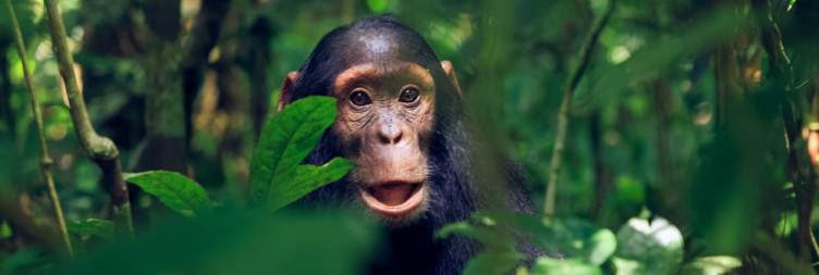 Transfer to Kibale Forest National Park