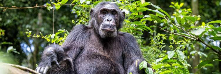 Chimpanzee Trekking in Kibale