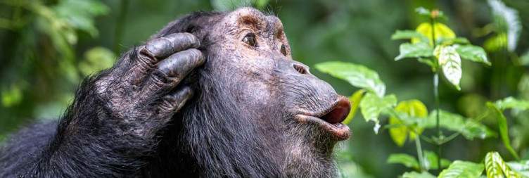 Chimpanzee Trekking