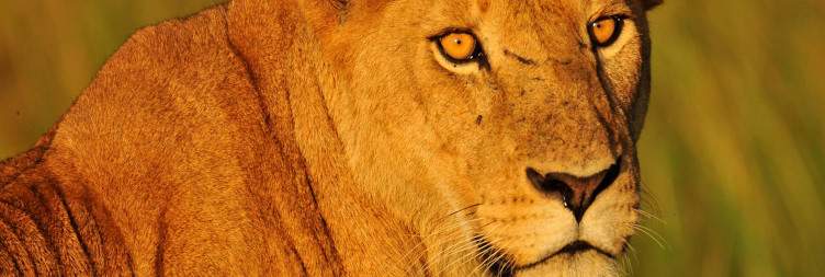 On Safari in Kidepo Valley National Park