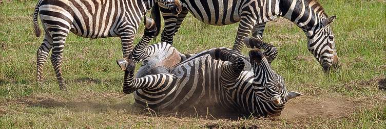 Full Day Safari and Cultural Trail in Kidepo