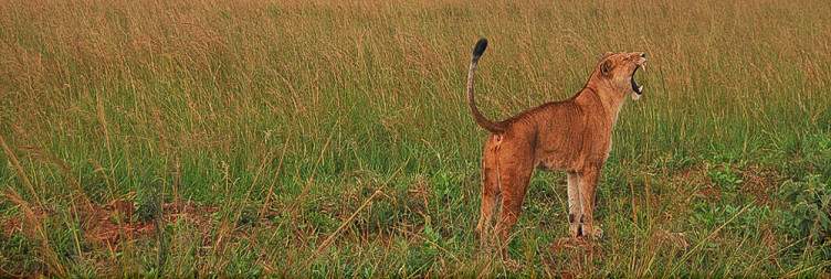 Transfer to Kidepo Valley National Park